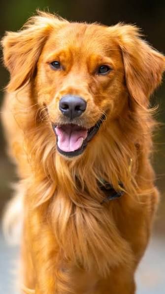 Benji, a Golden Retreiver dog for adoption in Washington DC